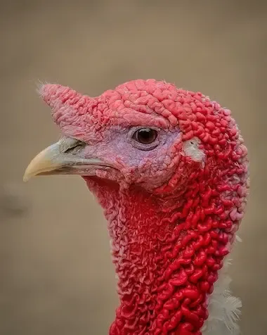 Bird with Wrinkles