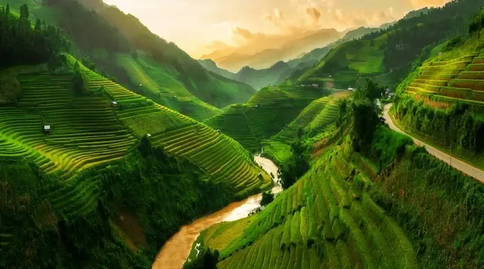 Rice fields in Vietnam